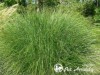 Miskantas kininis ,Gracillimus' (lot. Miscanthus sinensis) Miskantas kininis ,Gracillimus' (lot. Miscanthus sinensis)